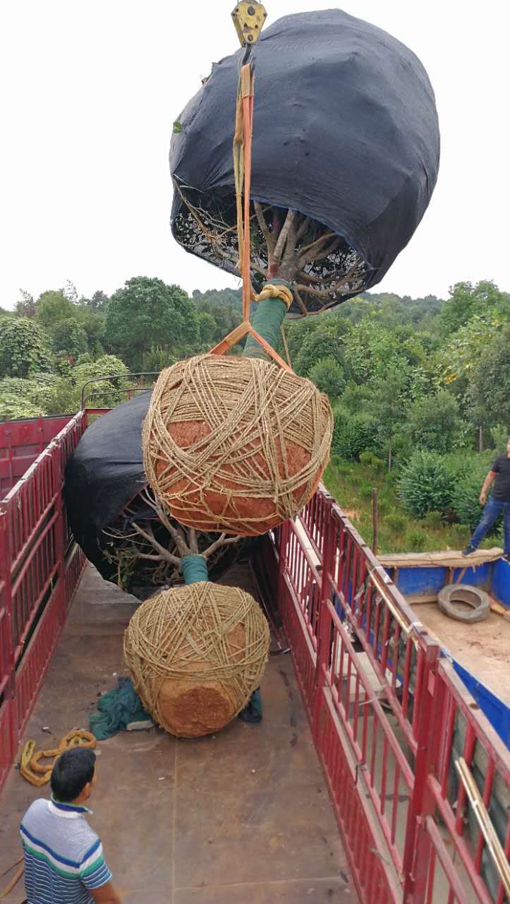 胸徑15公分精品金桂起運